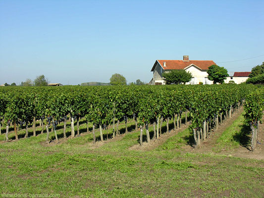 Vignes Château Les Gravières