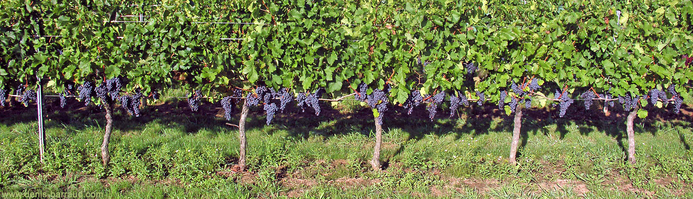 Merlot vines 10 days before harvest