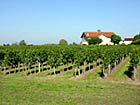 Vines of Chateau Les Gravières