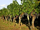 Vines of Saint-Emilion Lynsolence