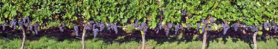 Merlot vines 10 days before harvest