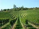 Vines in Génissac