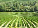 Vines in Génissac