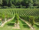 Vines in Génissac