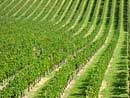 Vines in Génissac