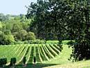 Vines in Génissac