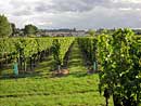 Vines in Saint-Sulpice de Faleyrens