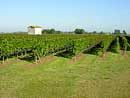 Vines in Saint-Sulpice de Faleyrens