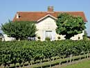 Vines of Chateau Les Gravières