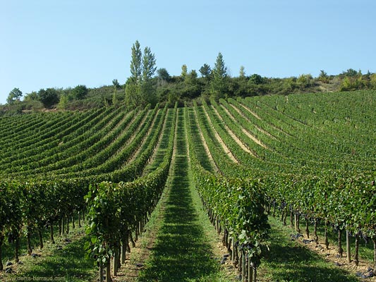 Vines in Génissac