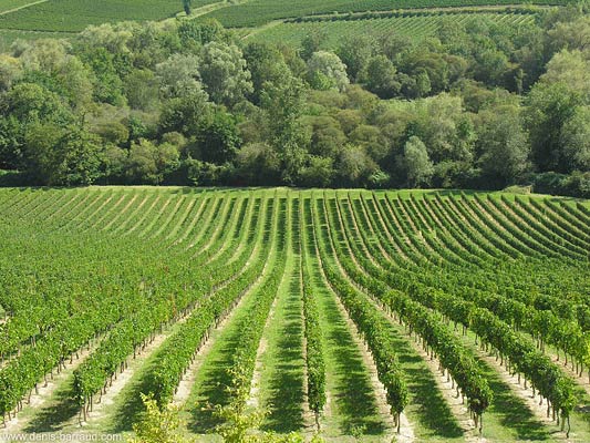 Vines in Génissac