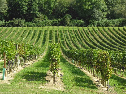 Vignes de Génissac