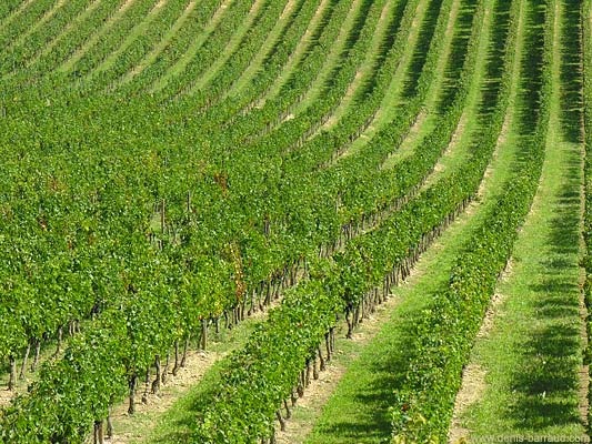 Vines in Génissac