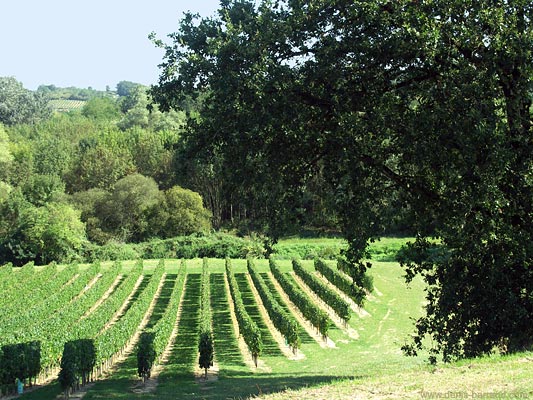 Vines in Génissac