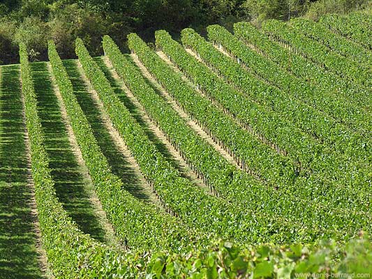 Vines in Génissac