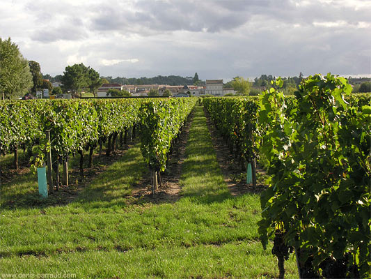 Vines in Saint-Sulpice de Faleyrens