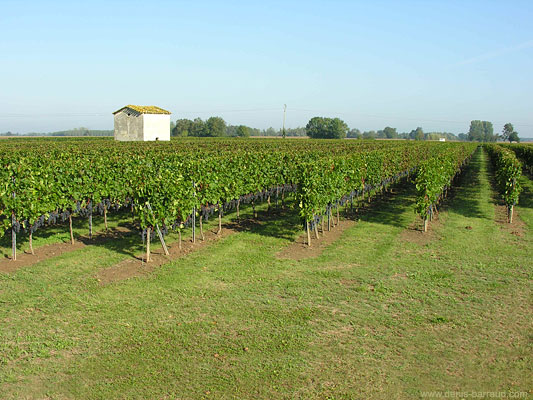 Vines in Saint-Sulpice de Faleyrens