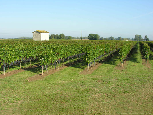 Vignes de Saint-Sulpice de Faleyrens