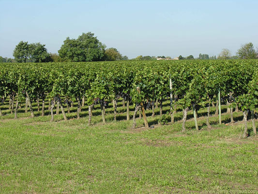 Vines of Château Les Gravières