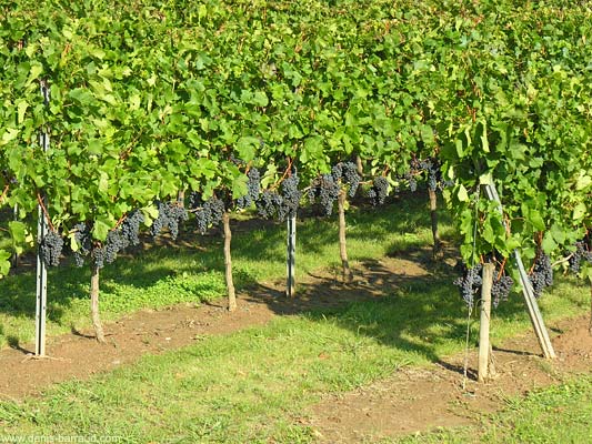 Merlot vines