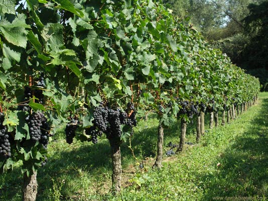 Merlot vines