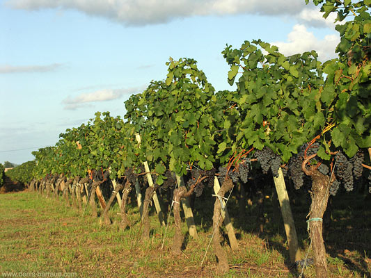 Vignes de Lynsolence