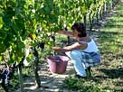 Marilyne Barraud pendant les vendanges