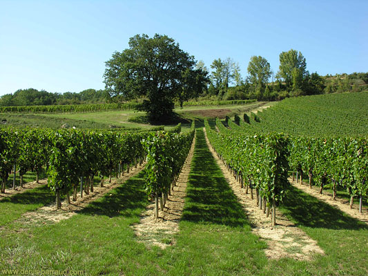 Vines in Génissac