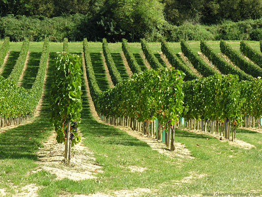 Vignes de Génissac