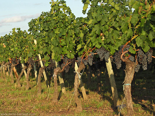 Vignes de Lynsolence